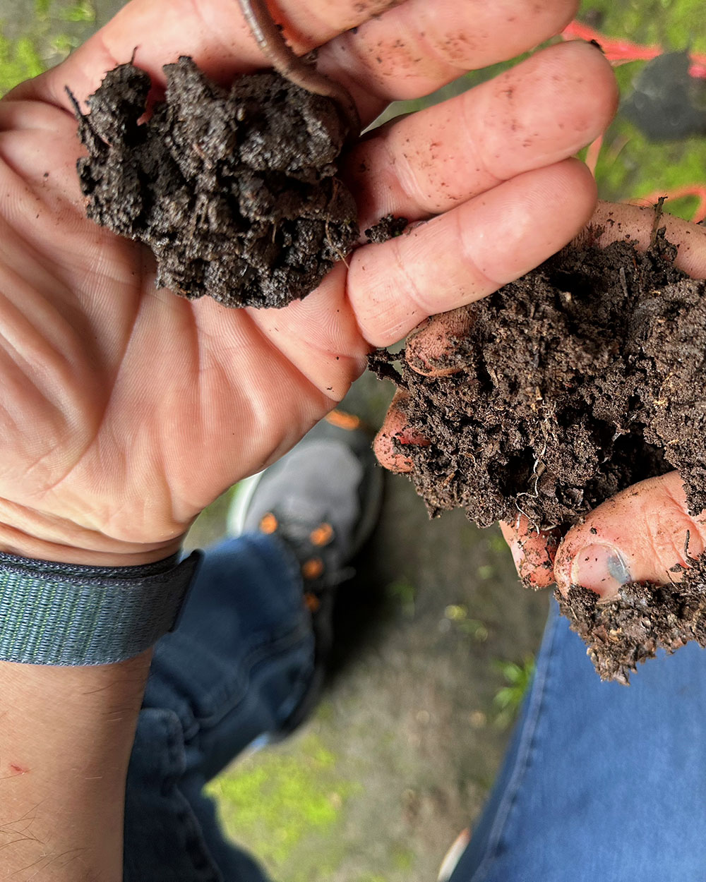 regenerative coffee farming
